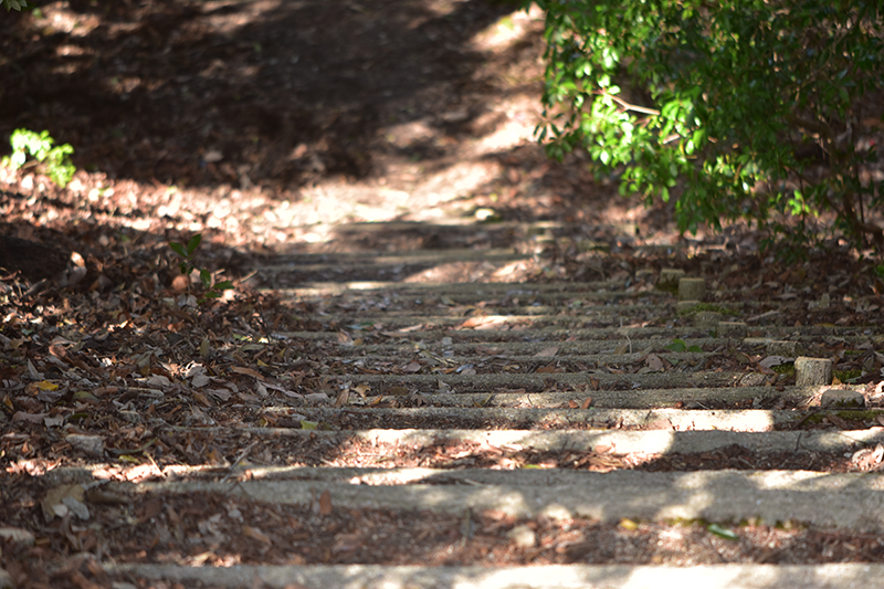 森林浴の効果とは？科学的に解説〜ストレス軽減と自律神経への影響〜