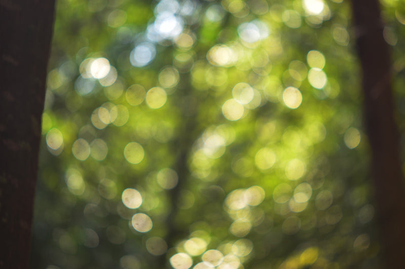 森林浴の正しいやり方｜初心者向け5ステップ〜科学的根拠に基づいたシンプルな実践法〜